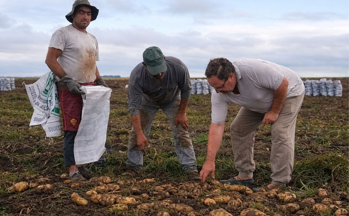 Argentina: Expresan malestar por el ingreso de papa brasileña al Mercado Central
