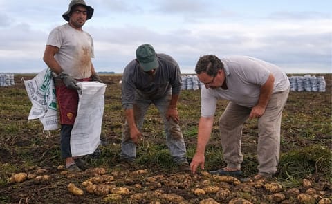 Argentina: Expresan malestar por el ingreso de papa brasileña al Mercado Central Argentina: Expresan malestar por el ingreso de papa brasileña al Mercado Central