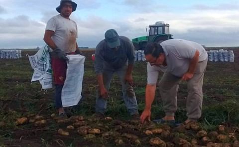 Argentina: Expresan malestar por el ingreso de papa brasileña al Mercado Central Argentina: Expresan malestar por el ingreso de papa brasileña al Mercado Central