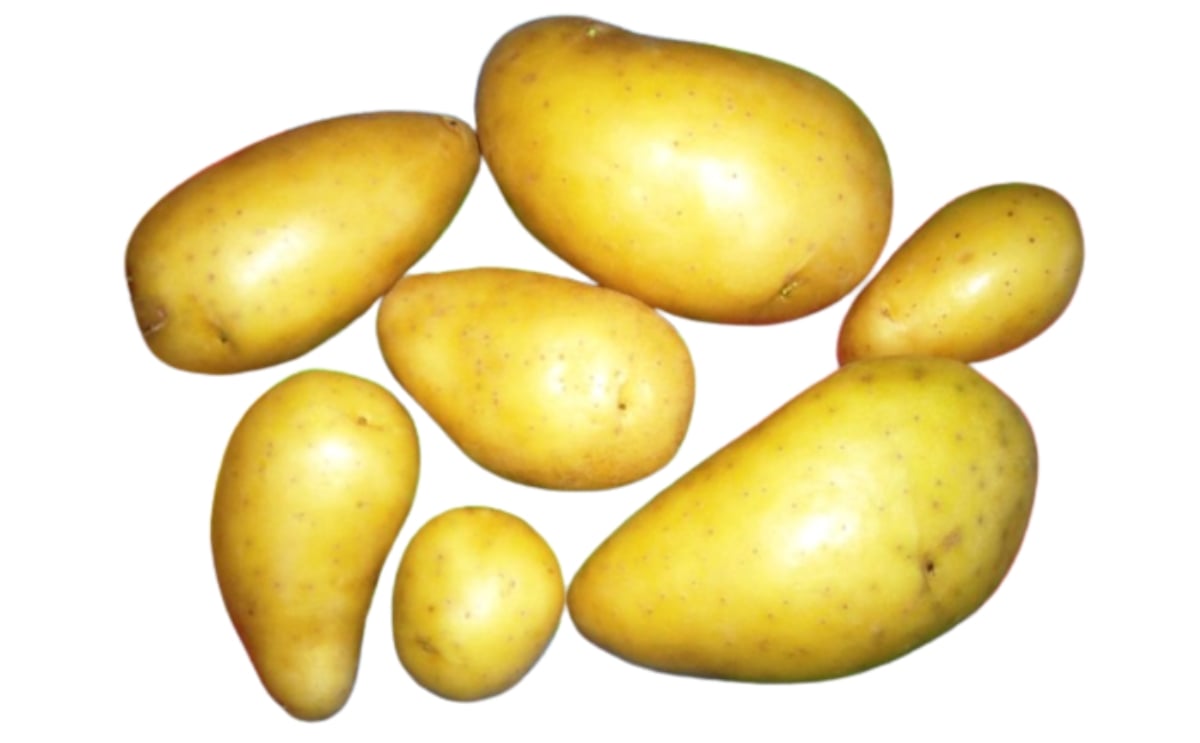 EXQUISA EXQUISA