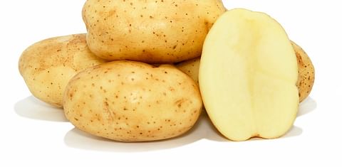 Fabula potato crop looks promising on Prince Edward Island