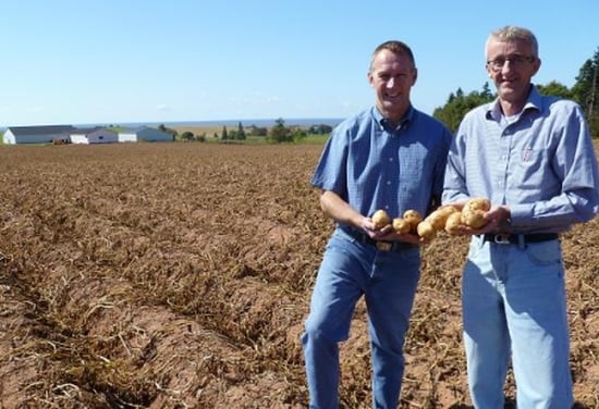 Fabula Potato Crop 2011, Prince Edward Island 