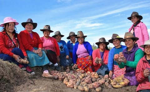 Recuperan en Perú variedades de papa perdidas por factores climáticos, sociales y comerciales Recuperan en Perú variedades de papa perdidas por factores climáticos, sociales y comerciales