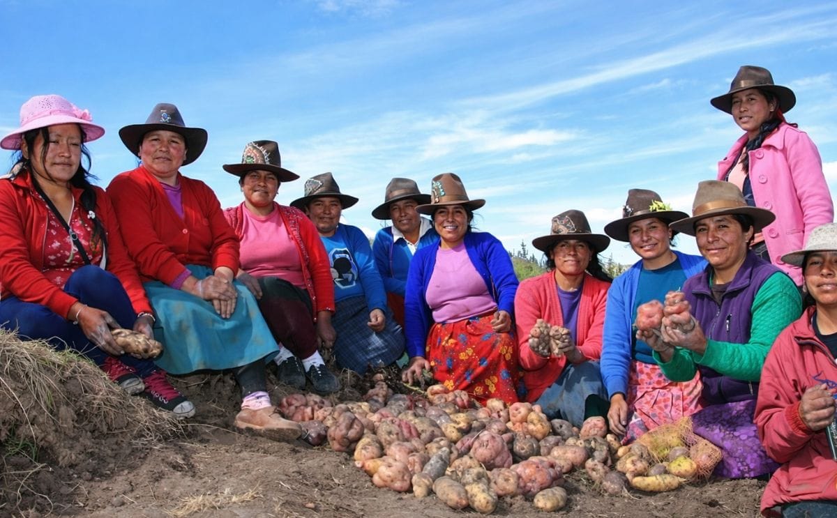 Recuperan en Perú variedades de papa perdidas por factores climáticos, sociales y comerciales Recuperan en Perú variedades de papa perdidas por factores climáticos, sociales y comerciales