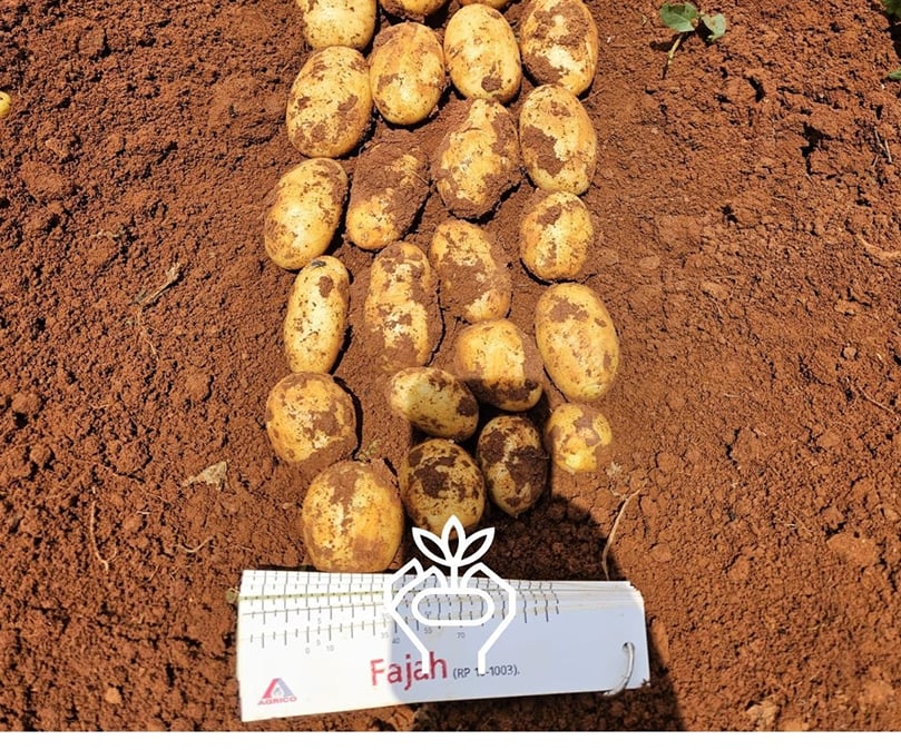 The new Fajah potato variety demonstrated strong yield performance and excellent skin quality despite challenging weather conditions The new Fajah potato variety demonstrated strong yield performance and excellent skin quality despite challenging weather conditions