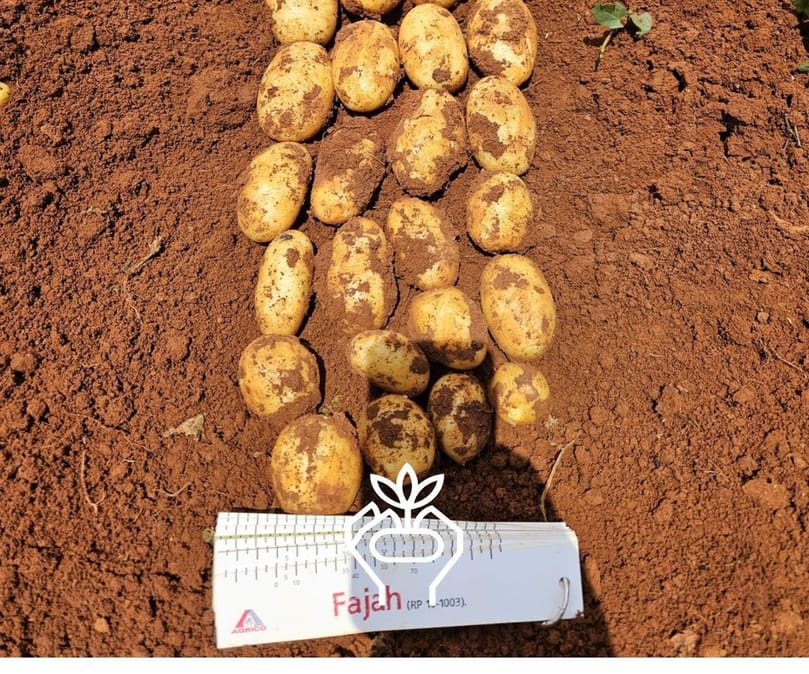 The new Fajah potato variety demonstrated strong yield performance and excellent skin quality despite challenging weather conditions The new Fajah potato variety demonstrated strong yield performance and excellent skin quality despite challenging weather conditions