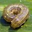 Armyworms