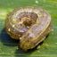 Armyworms