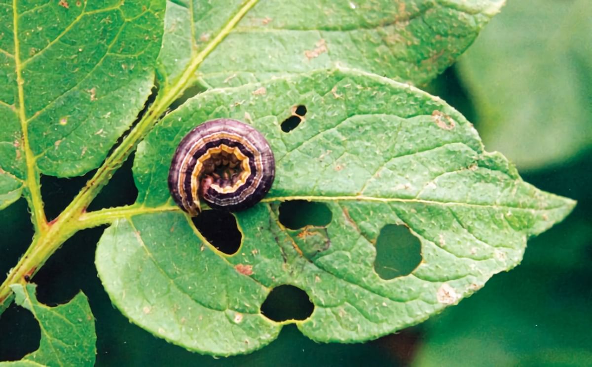 The fall armyworm (Spodoptera frugiperda) feeds on a wide range of plants, including occasionally on potatoes (shown). This insect cannot over-winter in areas where the ground freezes. (Courtesy: Ontario CropIPM)