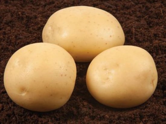 Fandango (IPM) Fandango (IPM)
