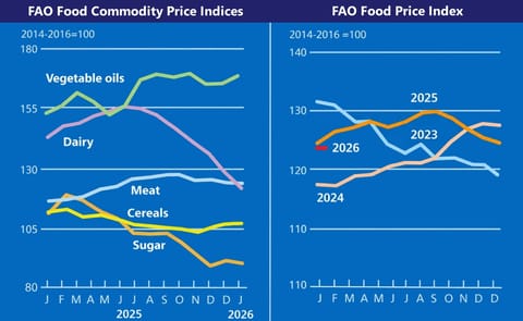 FAO news feb 2026 FAO news feb 2026