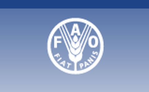 Un programa de la FAO ayuda a fortalecer el cultivo de la papa en Guatemala Un programa de la FAO ayuda a fortalecer el cultivo de la papa en Guatemala