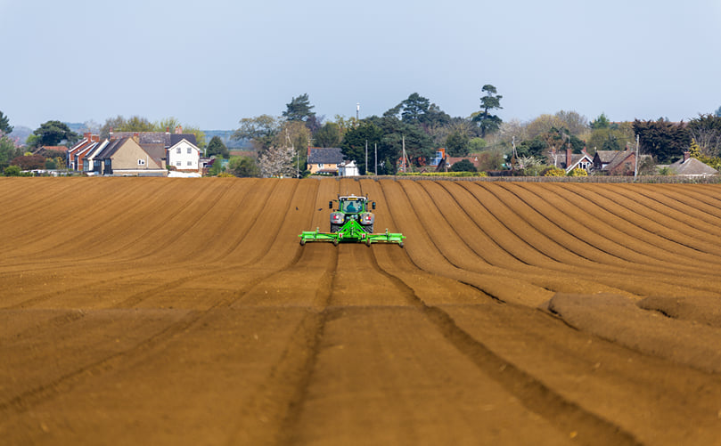 Traditional ox-drawn tillage for soil preparation in potato farming