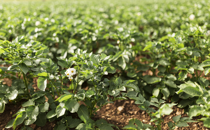 Climate Adapted Potato Cultivation Demonstrating Field Level Resilience