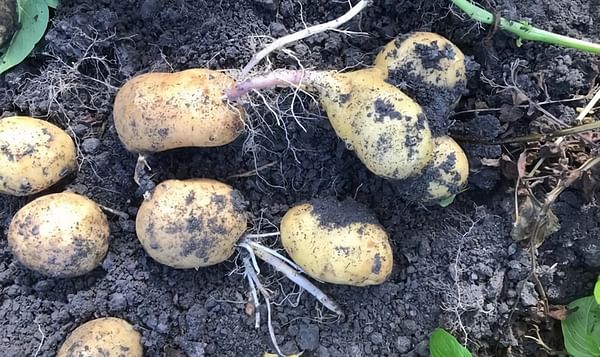NEPG estimates potato harvest 2018