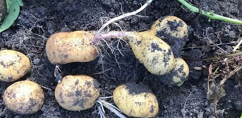 NEPG estimates potato harvest 2018