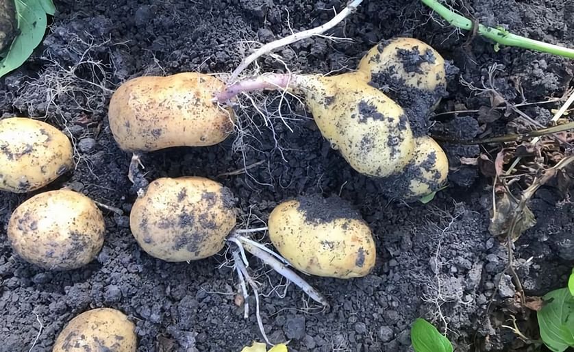 Secondary growth (NL: doorwas), especially for the potato variety Bintje, is the most important quality issue this year
(Courtesy: Farm Frites)