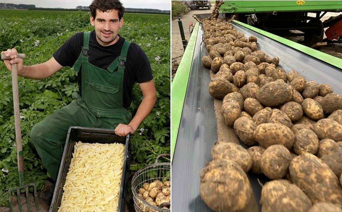 'No more potatoes for fries needed by the processors? Then we'll cut them ourselves'
