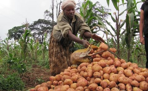 Kenya: Government approves high yield potato seeds Kenya: Government approves high yield potato seeds