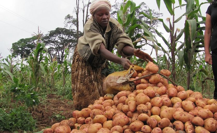 Kenya: Government approves high yield potato seeds