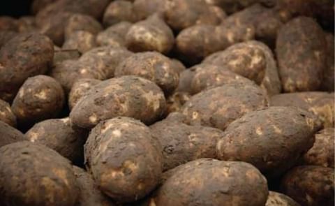 Large Russets in Idaho in short supply Large Russets in Idaho in short supply