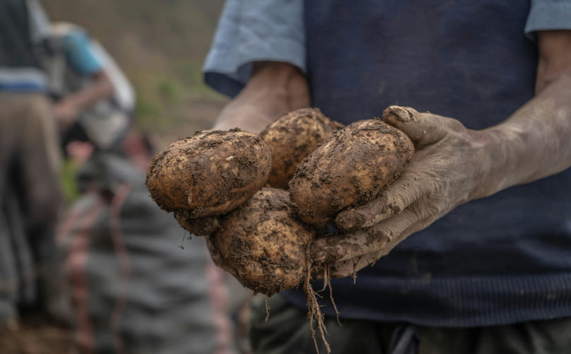 Seed Potato Tubers Produced Through the Certified Seed Production System