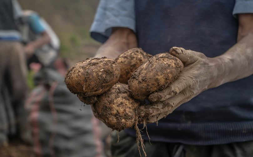 Seed Potato Tubers Produced Through the Certified Seed Production System Seed Potato Tubers Produced Through the Certified Seed Production System