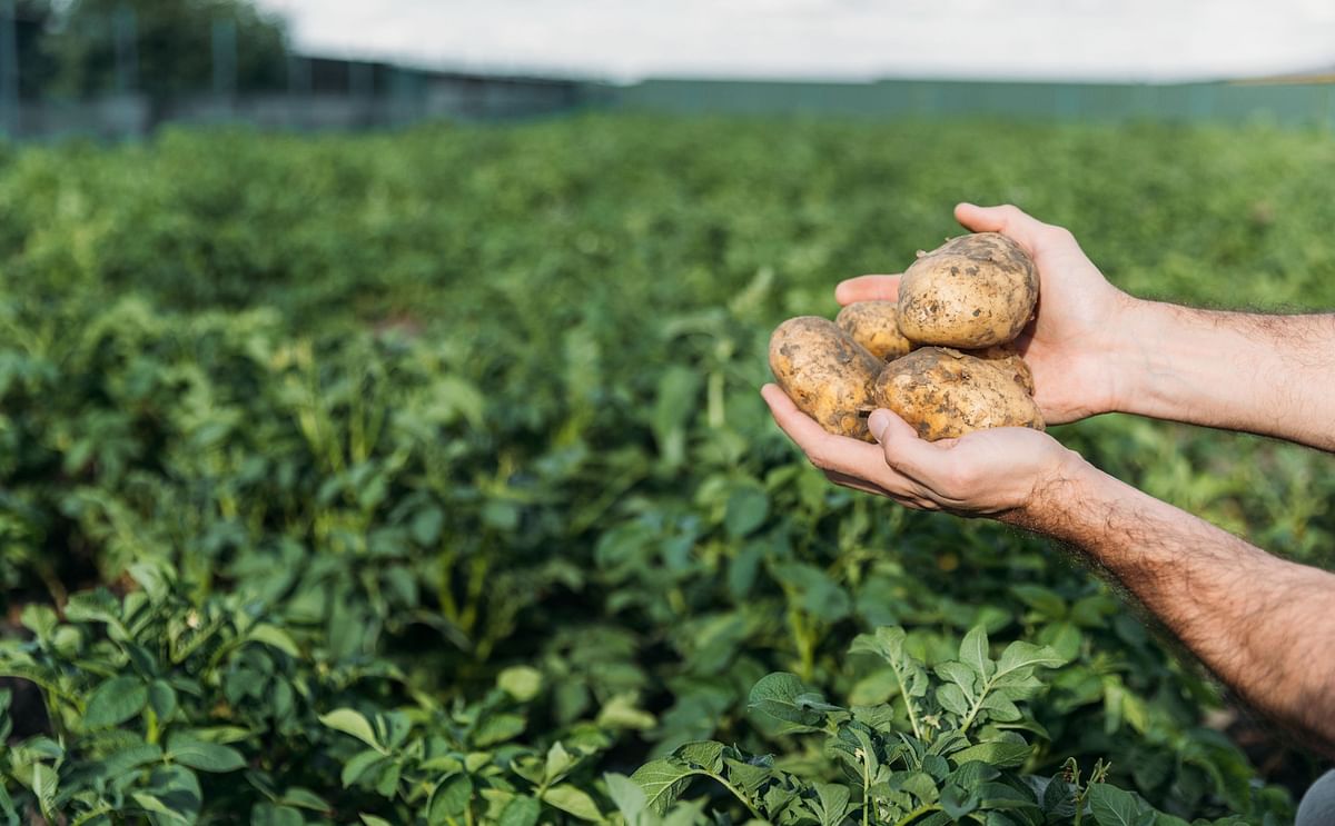 Un agricultor muestra patatas recién arrancadas de un puesto en una explotación agraria Un agricultor muestra patatas recién arrancadas de un puesto en una explotación agraria