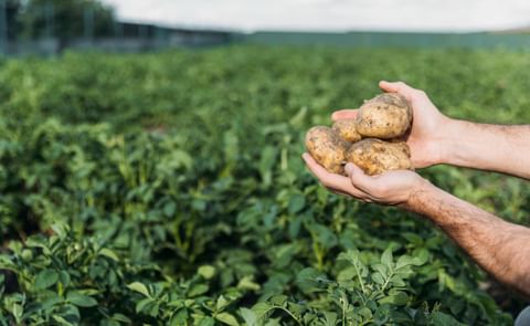 Potatoes on hand Potatoes on hand