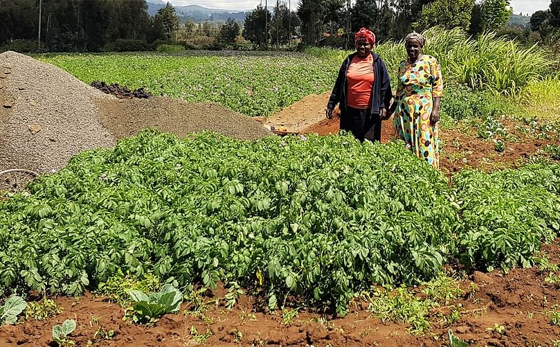 Farmer producing seed potato on-farm in a nursery plot from apical cuttings from a rural nursery, farmer left, nursery owner right (Courtesy: M. Parker/CIP)