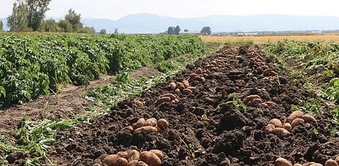 Farmer in Zimbabwe sues local potato chip manufacturer Cairns Foods over defective seed potatoes