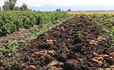 Farmer in Zimbabwe sues local potato chip manufacturer Cairns Foods over defective seed potatoes Farmer in Zimbabwe sues local potato chip manufacturer Cairns Foods over defective seed potatoes