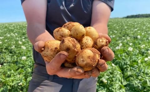 Potato Farmers from Prince Edward Island are hoping the fields will have a chance to dry out before the harvest. (Cody MacKay/CBC) Potato Farmers from Prince Edward Island are hoping the fields will have a chance to dry out before the harvest. (Cody MacKay/CBC)