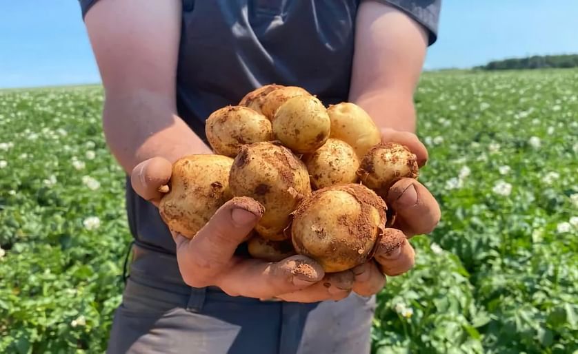 Potato Farmers from Prince Edward Island are hoping the fields will have a chance to dry out before the harvest. (Cody MacKay/CBC)