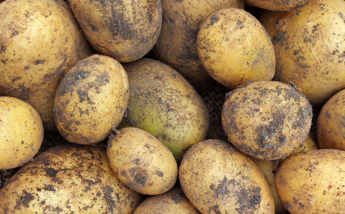 Farmers fight to reclaim the 'British New Potato' Farmers fight to reclaim the 'British New Potato'