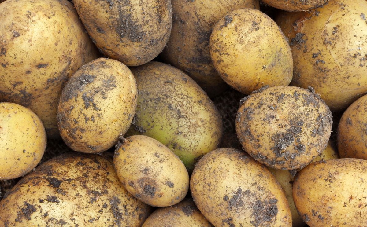Farmers fight to reclaim the 'British New Potato' Farmers fight to reclaim the 'British New Potato'