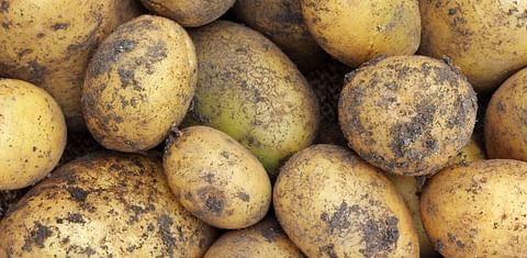 Farmers fight to reclaim the 'British New Potato'