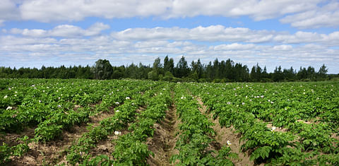 NEPG: Climate change will reduce the total potato production in Belgium, Netherlands, France and Germany by 7 to 11 % despite an increase in hectares