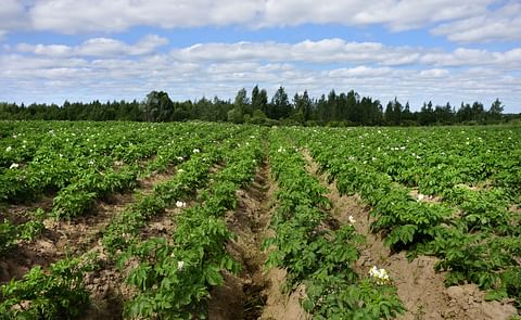 Climate change will reduce the total potato production in Belgium, Netherlands, France and Germany by 7 to 11 % despite an increase in hectares, according to the latest estimates of the North-western European Potato Growers (NEPG). Climate change will reduce the total potato production in Belgium, Netherlands, France and Germany by 7 to 11 % despite an increase in hectares, according to the latest estimates of the North-western European Potato Growers (NEPG).