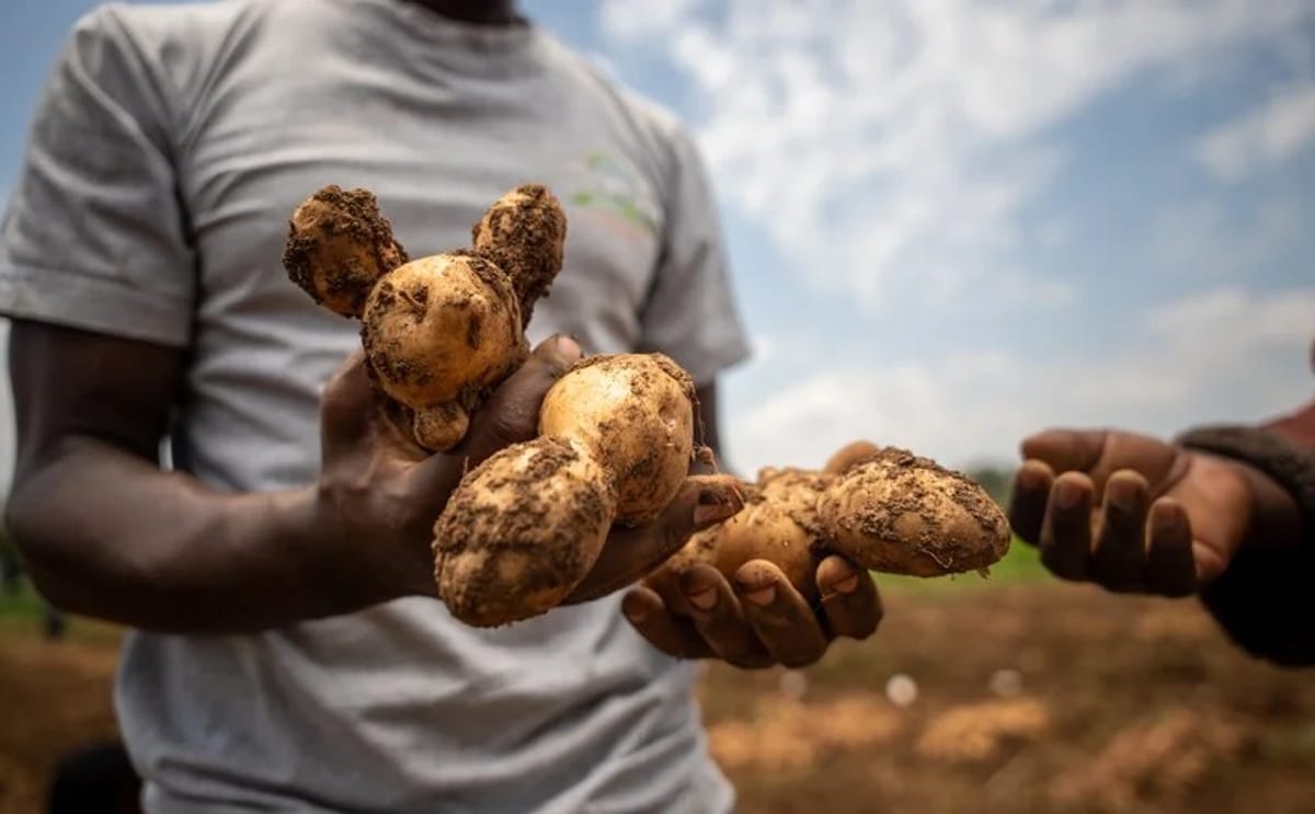 Farmers in Kenya are evaluating potato varieties developed using wild relatives to combat late blight, a strategy aimed at reducing pesticide use and lowering production costs for smallholder growers. Farmers in Kenya are evaluating potato varieties developed using wild relatives to combat late blight, a strategy aimed at reducing pesticide use and lowering production costs for smallholder growers.