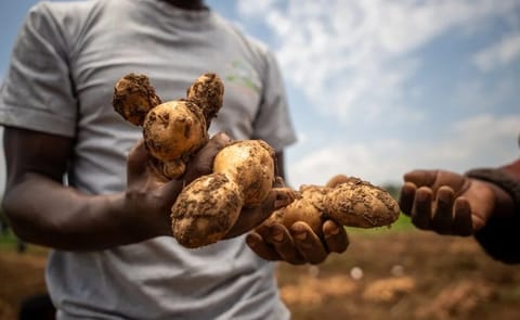 Farmers in Kenya are evaluating potato varieties developed using wild relatives to combat late blight, a strategy aimed at reducing pesticide use and lowering production costs for smallholder growers. Farmers in Kenya are evaluating potato varieties developed using wild relatives to combat late blight, a strategy aimed at reducing pesticide use and lowering production costs for smallholder growers.