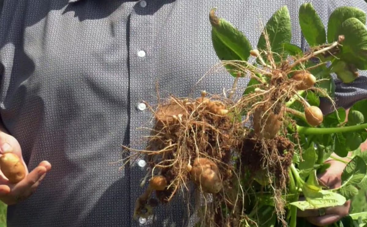 Farmers say healthy potato plants are growing in the areas grazed by cattle, which they hope will increase the crop yield this fall.
