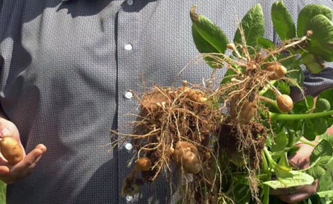 Farmers say healthy potato plants are growing in the areas grazed by cattle, which they hope will increase the crop yield this fall. Farmers say healthy potato plants are growing in the areas grazed by cattle, which they hope will increase the crop yield this fall.