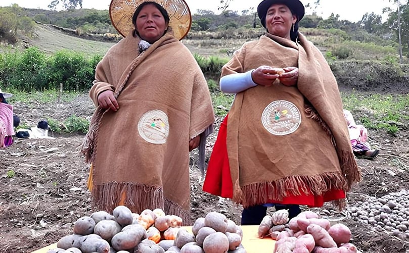 Agricultoras muestran su producción de papa nativa Agricultoras muestran su producción de papa nativa