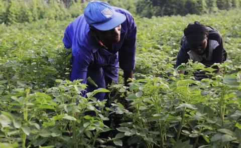 Potato farmers in Rwanda who are counting losses due to late blight disease welcome the plan to use agricultural biotechnology in developing a resistant crop variety. (Courtesy: Sam Ngendahimana). Potato farmers in Rwanda who are counting losses due to late blight disease welcome the plan to use agricultural biotechnology in developing a resistant crop variety. (Courtesy: Sam Ngendahimana).