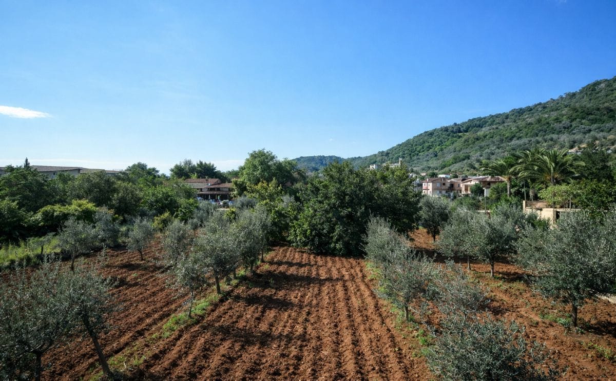 Farming in Mallorca Farming in Mallorca