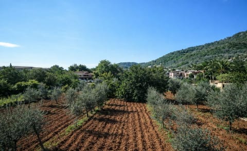 Mallorca to export potatoes to UK and Northern Europe Mallorca to export potatoes to UK and Northern Europe