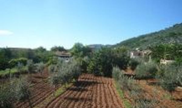  Farming in Mallorca