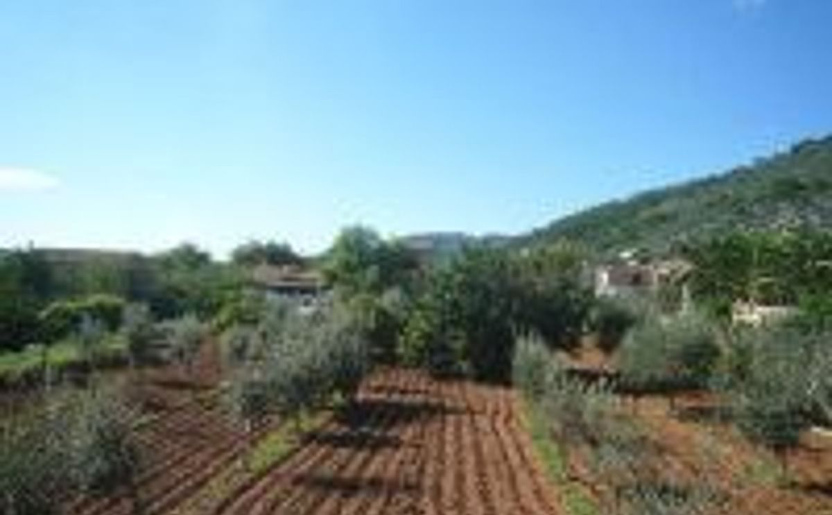 Farming in Mallorca Farming in Mallorca