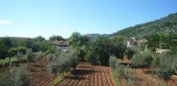  Farming in Mallorca